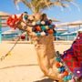 Camel Hurghada